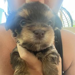 Harold - Chocolate and tan male Yorkshire Terrier puppy in Ballston Spa, New York from pupstatenewyorkies