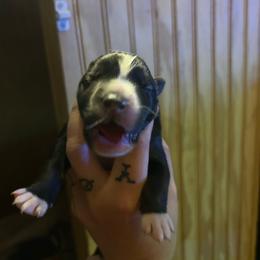 Black or agouti male - Black male Siberian Husky puppy in Wheeling, West Virginia from Powells Huskies