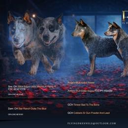 Australian Cattle Dog puppies from Flying D Kennels
