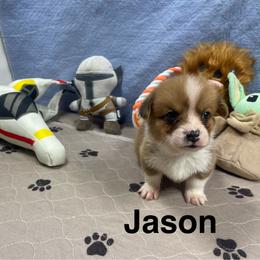 Jason - Red male Pembroke Welsh Corgi puppy in Apison, Tennessee from Ashmore Corgis