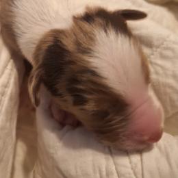 SIRIUS- rmm - Red merle male Australian Shepherd puppy in Salem, Arkansas from Patchwork Kennels