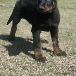 Beauceron and Doberman Pinscher Puppies from Elitehaus