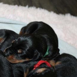 Green - Black and rust female Doberman Pinscher puppy in Lynn, Michigan from Creekside Dobermans