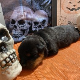 Boy 1 - Black and mahogany male Rottweiler puppy in Detroit, Michigan from Dark Storm Kennels