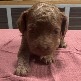 Drew - Red male Cockapoo puppy in Sheridan, Missouri from Shepherdsfold’s Cockapoos