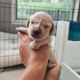 Mint Boy - Mint Chip - Cream male Dachshund puppy in Madison, Wisconsin from CC's Dachshunds