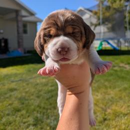 Beagle Puppies from Desert Sage Beagles