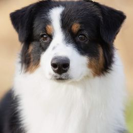 Bruce - Australian Shepherd
