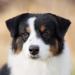 Bruce - Australian Shepherd