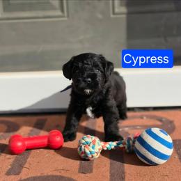 Cypress - Black male Miniature Schnauzer puppy in Piedmont, Oklahoma from J&K's Miniature Schnauzers