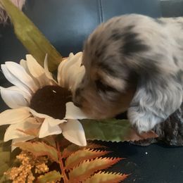 Dachshund Puppies from Grimm Tailed Doxies