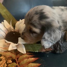 Dachshund Puppies from Grimm Tailed Doxies