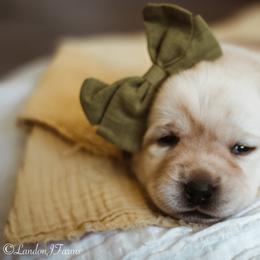 Labrador Retriever Puppies from Landon J Farms Labrador Retrievers