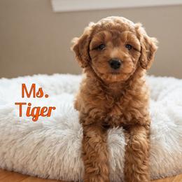 Ms. Tiger - Red  female Goldendoodle puppy in Sacramento, California from Dandy Doodles Goldendoodles