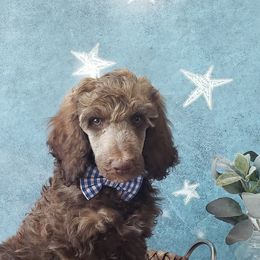 Poodle Puppies from Krystyana's Poodles