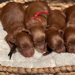 Male 2 - Red  Goldendoodle puppy in Kaufman, Texas from Teddy Doods: Goldendoodles & Poodles