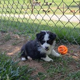 Toy Australian Shepherd Puppies from Honeybee Haven's Toy Aussies
