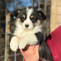 1,200 Black Boy - Black and tan male Pembroke Welsh Corgi puppy in Nashville, Arkansas from Whisenhunt Farms