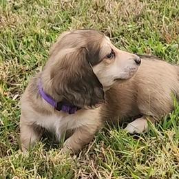 Dachshund Puppies from Buckwild Doxies