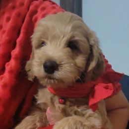 Goldendoodles from Little Doodle Pups