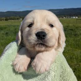 Green - Light golden male Golden Retriever puppy in Roseburg, Oregon from Unbound Goldens