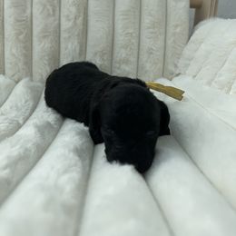 Goldendoodle Puppies from Desert Paws Doodles