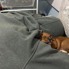 Portuguese Podengo Pequeno Puppies from A-Lines Portuguese Podengo Pequenos