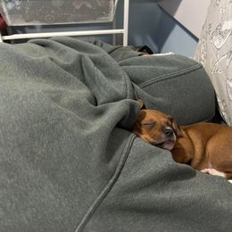 Portuguese Podengo Pequeno Puppies from A-Lines Portuguese Podengo Pequenos