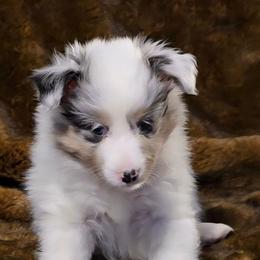 Kailani - Sable merle and white female Shetland Sheepdog puppy in Marshall, North Carolina from Small World Shelties