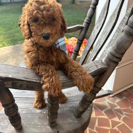 Alan - Red  male Goldendoodle puppy in Mint Hill, North Carolina from DoodleForever