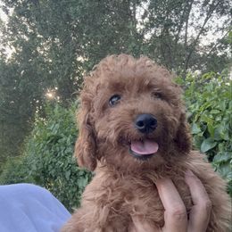 Buddy - Red male Cavapoo puppy in Miami, Florida from Mario’s Pups