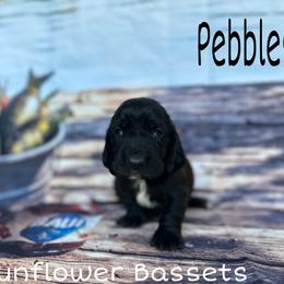 Pebbles - Black white and brown female Basset Hound puppy in Marianna, Florida from Sunflower Bassets