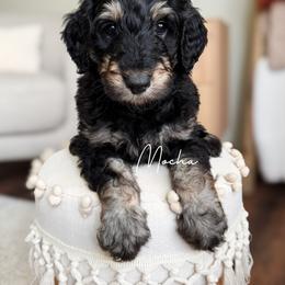Mocha - Phantom female Bernedoodle puppy in Aubrey, Texas from Four Willows Farm
