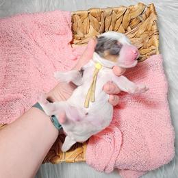 Butterfingers - Grey and white female Bernedoodle puppy in Decatur, Georgia from So Adoodable