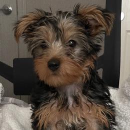 Yorkshire Terrier puppies from Yorkie Family Home