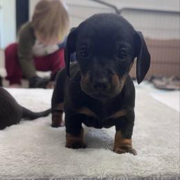 Shimmer (Willow) - Black and tan female Dachshund puppy in Live Oak, Florida from Johnson’s Weiner Farm