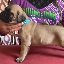 Cane Corso Puppies from Killing Joke Kennels, LLC