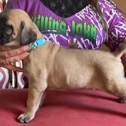 Cane Corso Puppies from Killing Joke Kennels, LLC