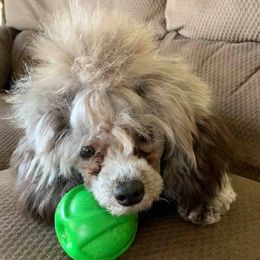 French Bulldogs and Poodles from Simonsez Frenchies