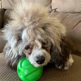 French Bulldogs and Poodles from Simonsez Frenchies