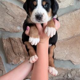 Gray - Black, white and red male Greater Swiss Mountain Dog puppy in Everett, Pennsylvania from Sweet Stream Swissies