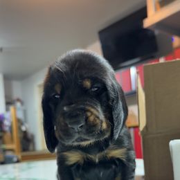 Black and Tan Coonhound Puppies from Tinkers hounds