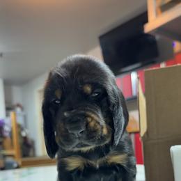 Black and Tan Coonhound Puppies from Tinkers hounds