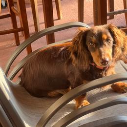 Nany - Dachshund