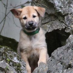 Chinook Puppies from Vanguard Chinooks