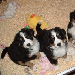 Bernese Mountain Dog Puppies from Bellamato