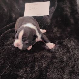Coal - Black and white male Boston Terrier puppy in Catawba, North Carolina from Lil Wiggles Boston Terriers