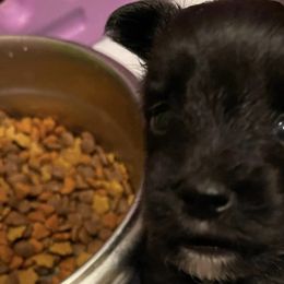 Companion Crosses, Miniature Australian Shepherds, and Toy Australian Shepherds from Brickell Farms
