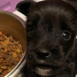 Companion Crosses, Miniature Australian Shepherds, and Toy Australian Shepherds from Brickell Farms