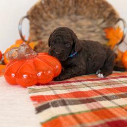 Tenderheart - Brown female Poodle puppy in Lavonia, Georgia from Peach Blossom Kennels